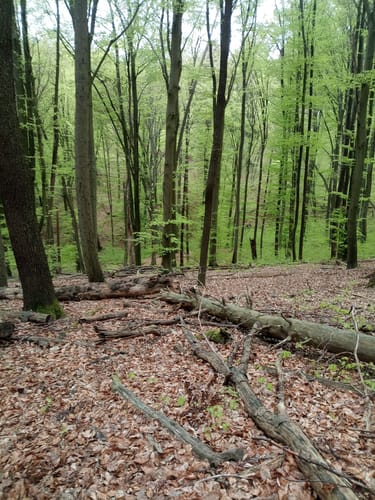 Von Fellbach über Kappelberg und Stetten