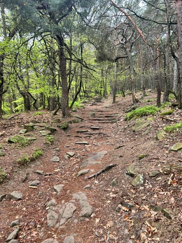 Hohe Loog, Kalmit und Hohberg Rundweg ab Neustadt