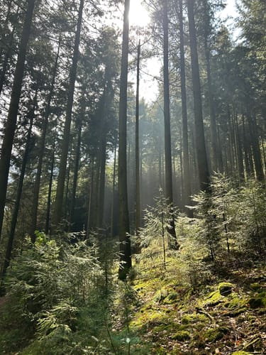 Hohe Loog, Kalmit und Hohberg Rundweg ab Neustadt