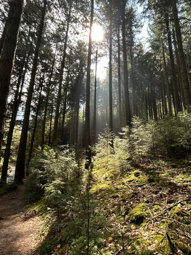 Hohe Loog, Kalmit und Hohberg Rundweg ab Neustadt