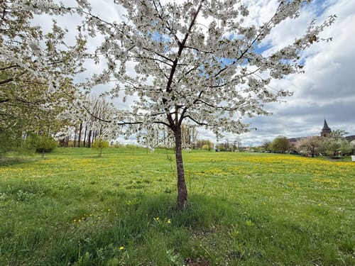 Ebensfelder Main-Runde - Wiesener Rundweg