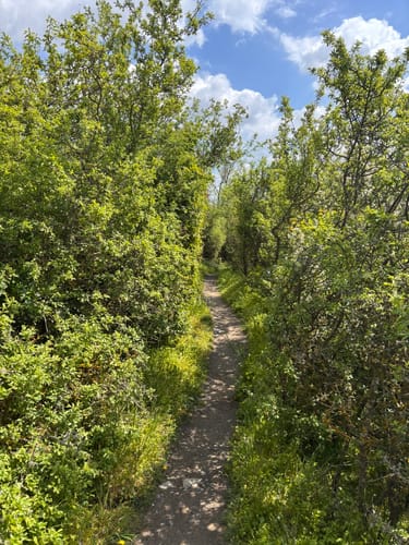 Nette-Schieferpfad (Traumpfad)