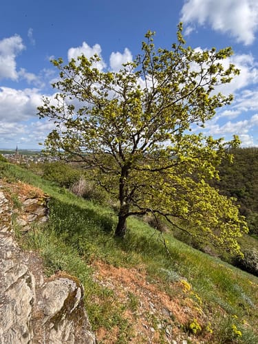 Nette-Schieferpfad (Traumpfad)