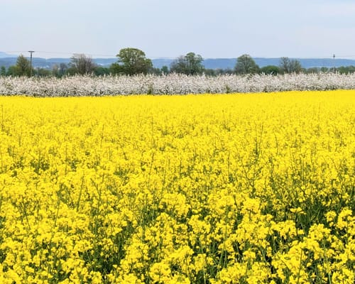 Rheinbach 2