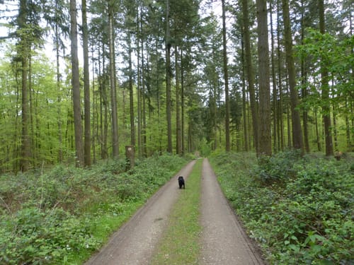 Werlauer Erzweg