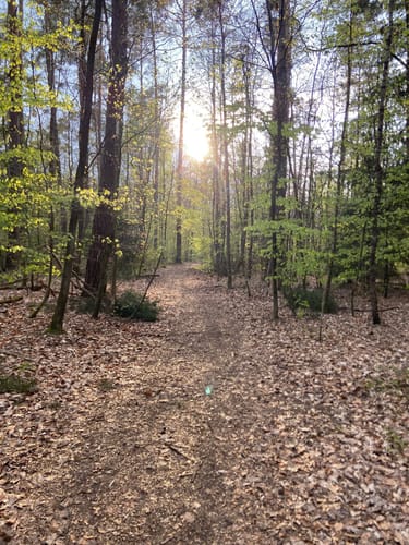 Valznerweiher im Lorenzer Reichswald
