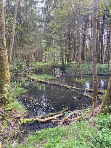 Valznerweiher im Lorenzer Reichswald