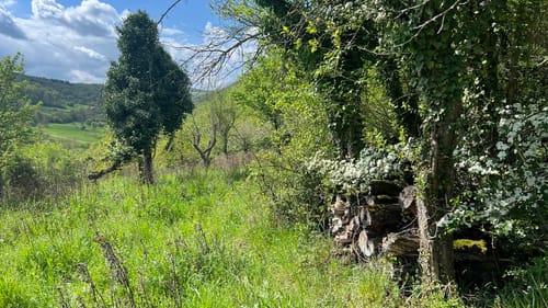 RheinBurgenWeg Etappe 7: Koblenz - Rhens