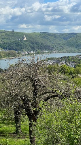 RheinBurgenWeg Etappe 7: Koblenz - Rhens