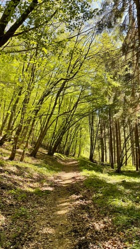 Vom Veldenzer Bach zum Dachslayer Felsen