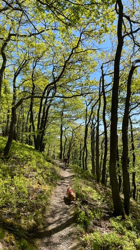 Vom Veldenzer Bach zum Dachslayer Felsen