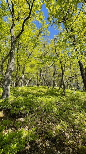 Vom Veldenzer Bach zum Dachslayer Felsen