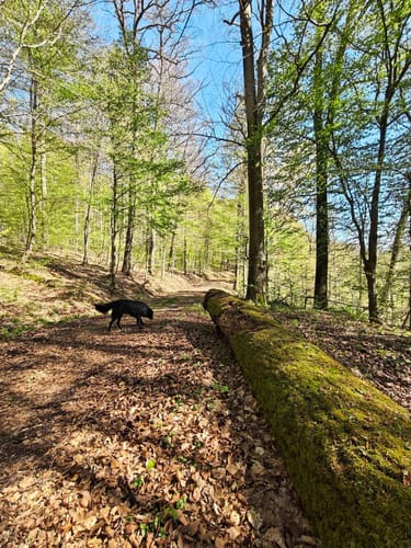 Pilgerweg Loccum-Volkenroda