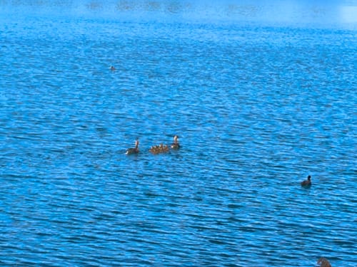 Halle (Saale) Hufeisensee Runde