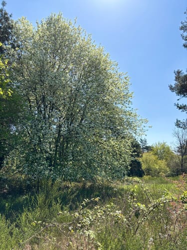 Durch die Mehlinger Heide