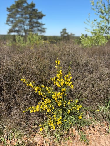 Durch die Mehlinger Heide