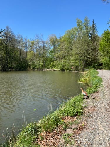 Netzbachweiher Rundweg