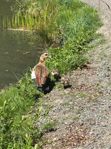 Netzbachweiher Rundweg