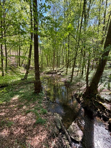 Netzbachweiher Rundweg