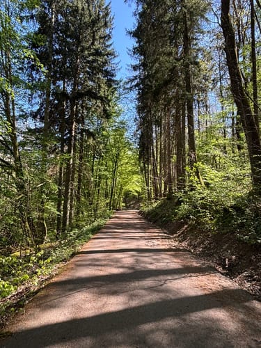Netzbachweiher Rundweg