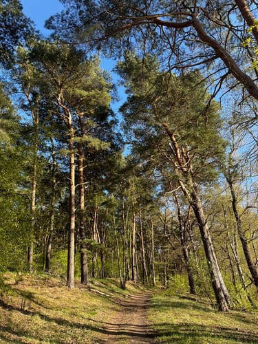 Schmetterlingshorst - Langer See Rundwanderung