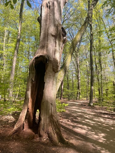 Bentheimer Sandsteinweg: Auf dem Weg zu einem Riesen