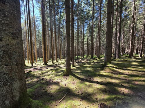 Um Riedlberg