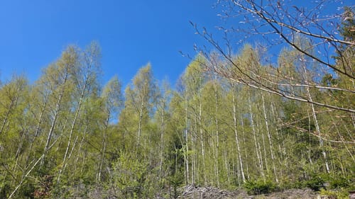 Um Riedlberg