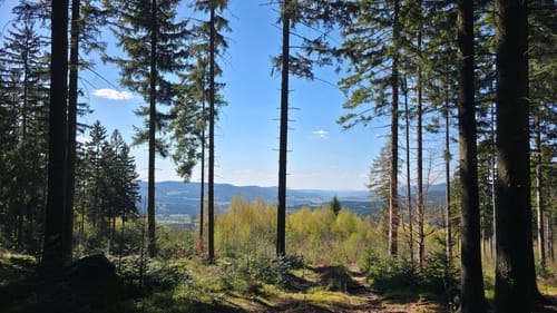 Um Riedlberg