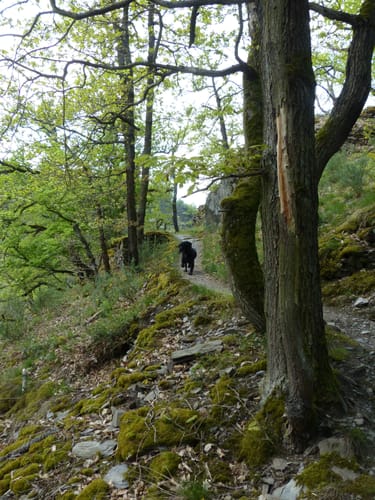Werlauer Erzweg
