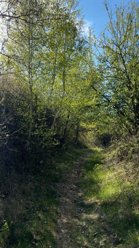 Riedener Seeblick (Premiumspazierwanderweg)