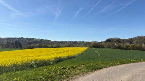 Riedener Seeblick (Premiumspazierwanderweg)