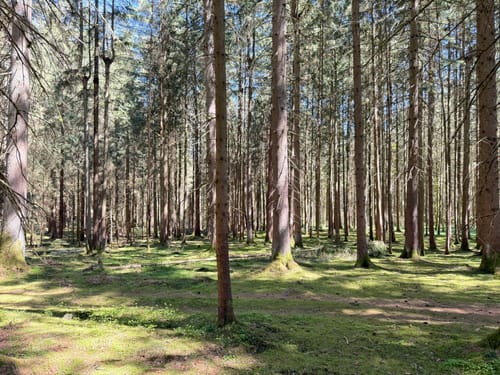 Neunkirchen am Sand Rundwanderweg Grün 1