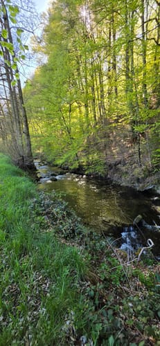 Heidelbeerweg (Premiumwanderweg)