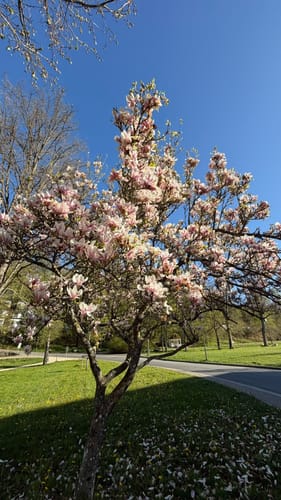 Rund um den Kurpark Bad Schwalbach