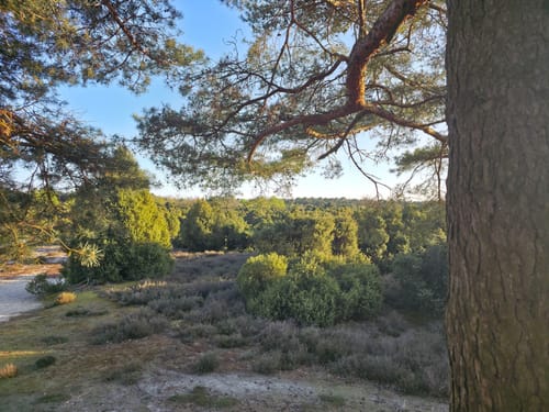 Wachendorfer See und Wacholderheide bei Lingen