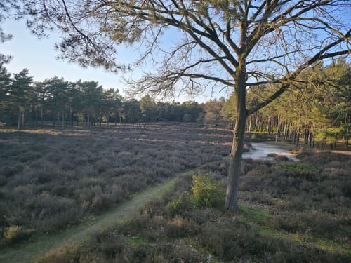 Wachendorfer See und Wacholderheide bei Lingen
