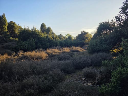 Wachendorfer See und Wacholderheide bei Lingen