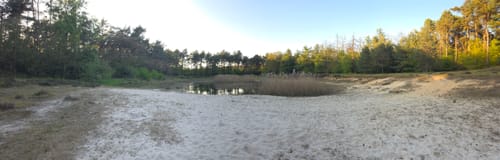 Wachendorfer See und Wacholderheide bei Lingen