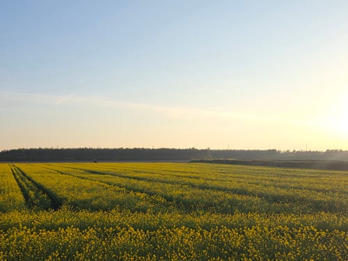 Wachendorfer See und Wacholderheide bei Lingen
