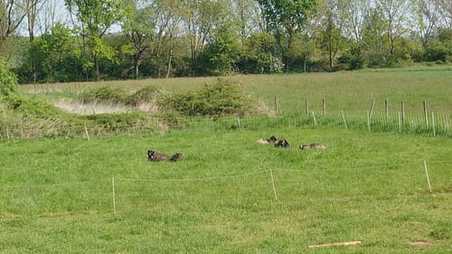 Kaarster Seen Runde