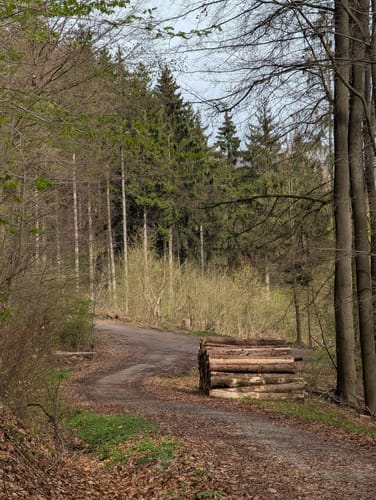 Bad Driburg: Waldwelten