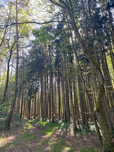 Kylltaler Buntsandsteintour (Premiumwanderweg)
