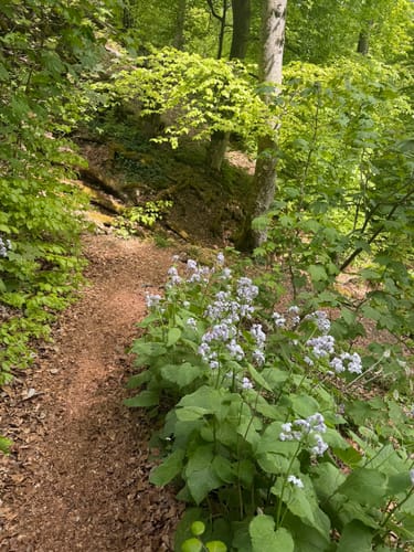Rosenstein-Rundwanderung bei Heubach