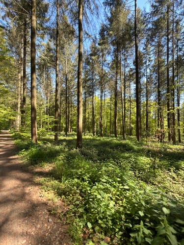 Koberner Burgpfad (Traumpfad)