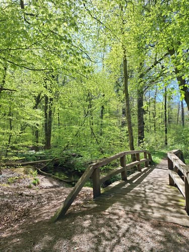 Große Runde im Hasbruch