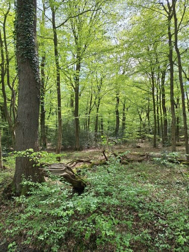 Große Runde im Hasbruch