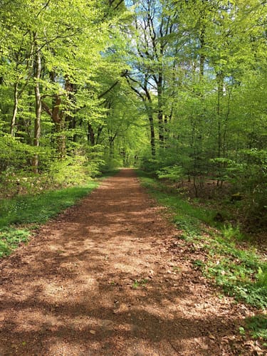 Große Runde im Hasbruch