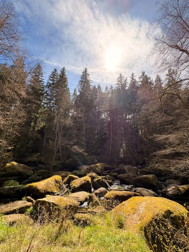 Von Lindenhof zum Mühlnickelweiher durch das NSG Waldnaabtal
