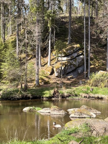 Von Lindenhof zum Mühlnickelweiher durch das NSG Waldnaabtal